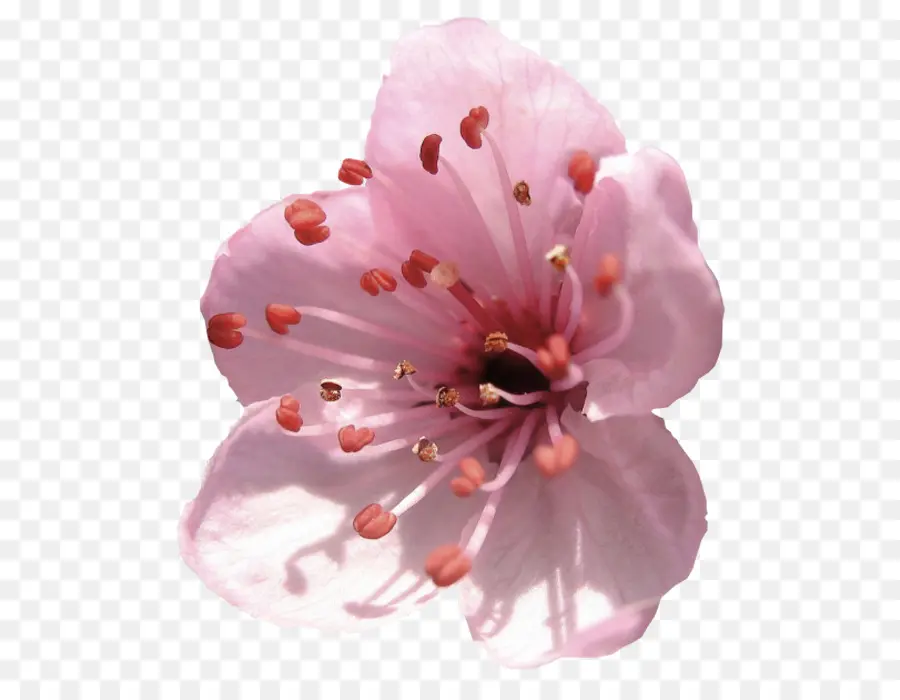 Flor，Flores De Almendro PNG