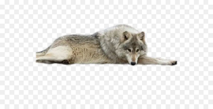 Saarloos Wolfdog，Coyote PNG