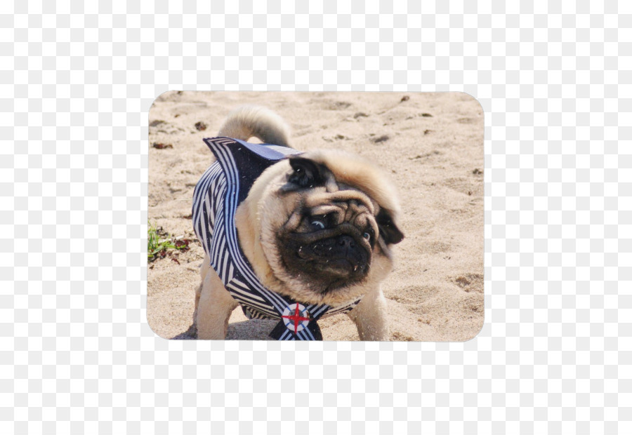 Pug，Raza De Perro PNG