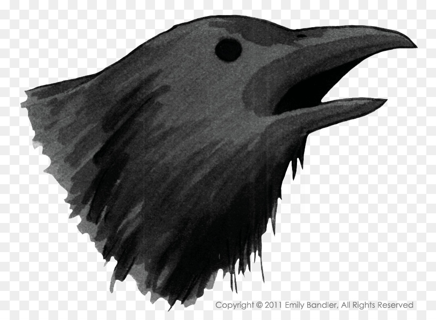 American Cuervo，Común Raven PNG