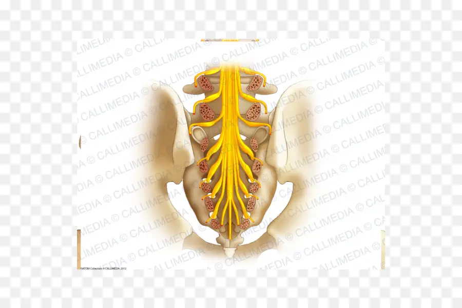 Nervios Espinales，Pelvis PNG