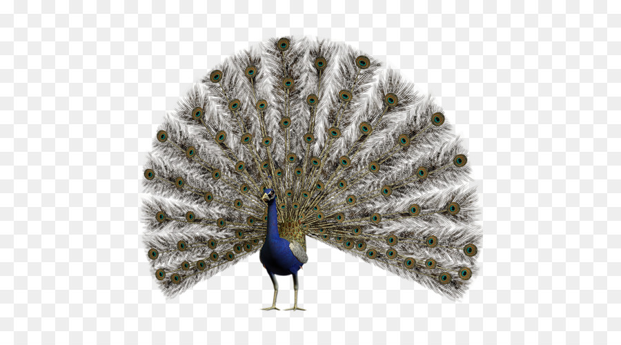 Pavo，Pluma PNG