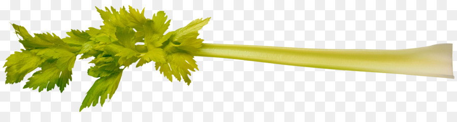 Vegetal，Молодая PNG