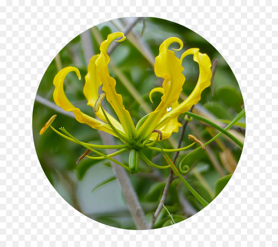 Madreselva，El ámbar De La Flor PNG