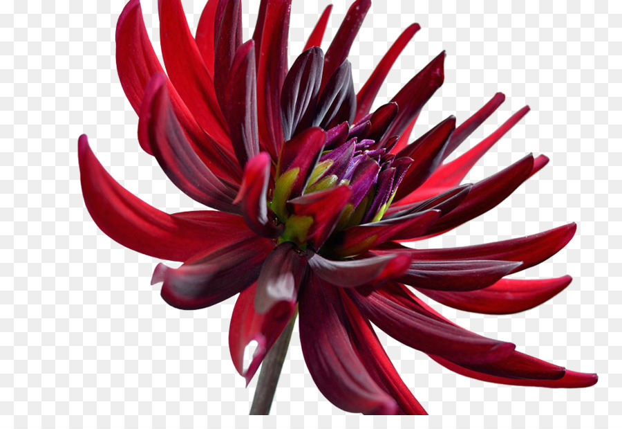 Dalia，Crisantemo PNG