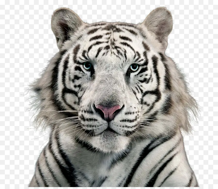 Tigre Blanco，Gato PNG