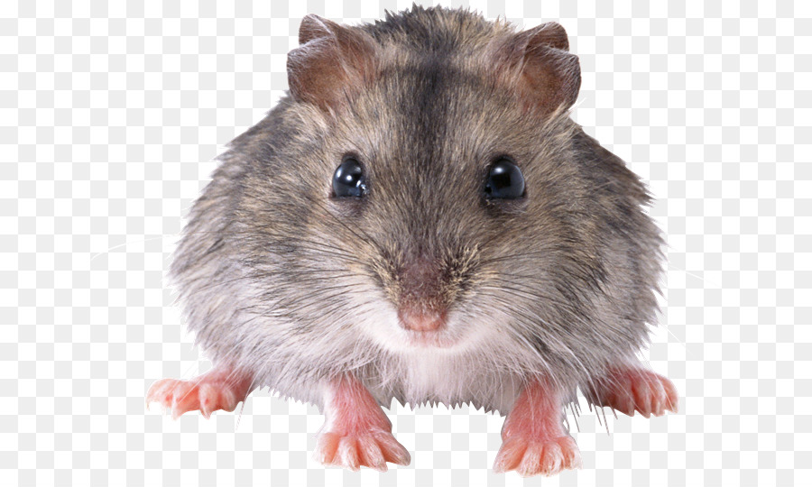 Ratón，El Ratón De La Computadora PNG