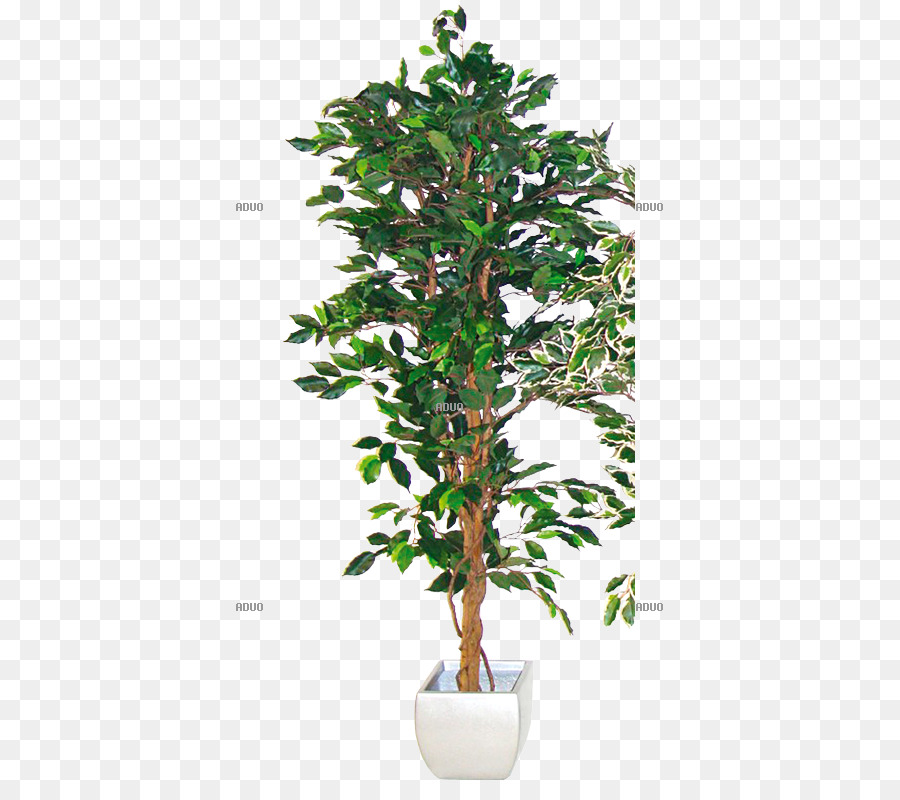 Ficus Benjamina，Planta De Interior PNG