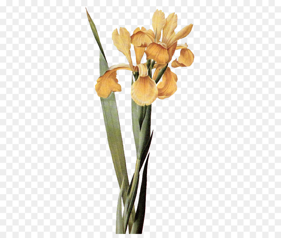 Iris Amarillo，Florecer PNG