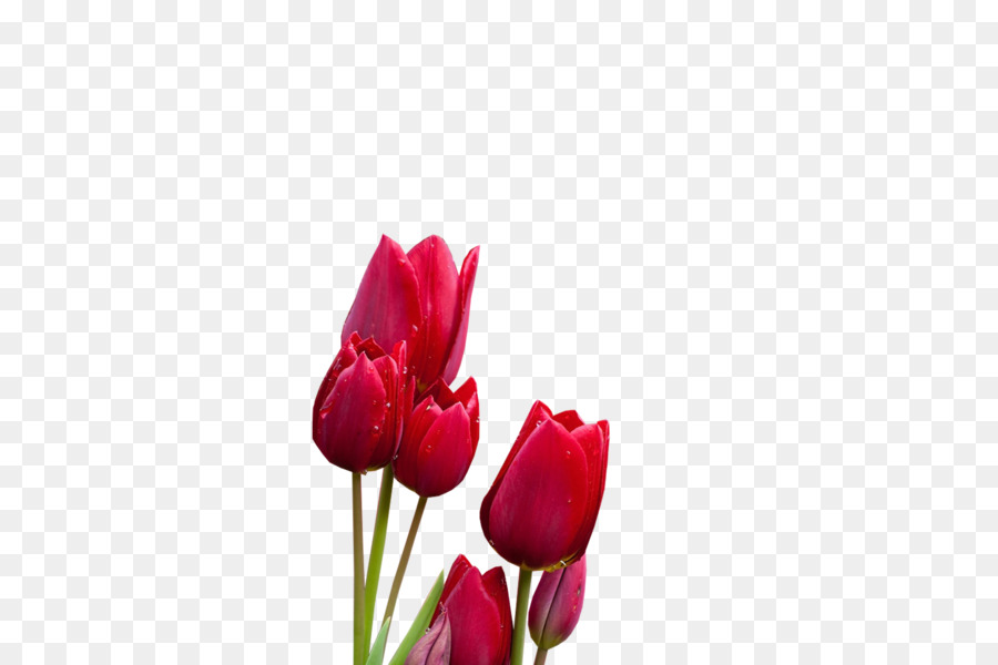 Tulip，Las Flores Cortadas PNG