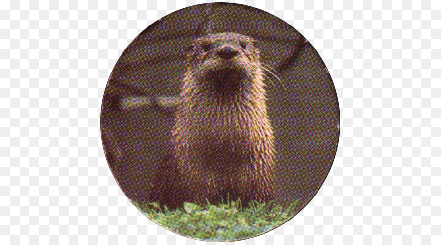 La Nutria，Rata Almizclera PNG