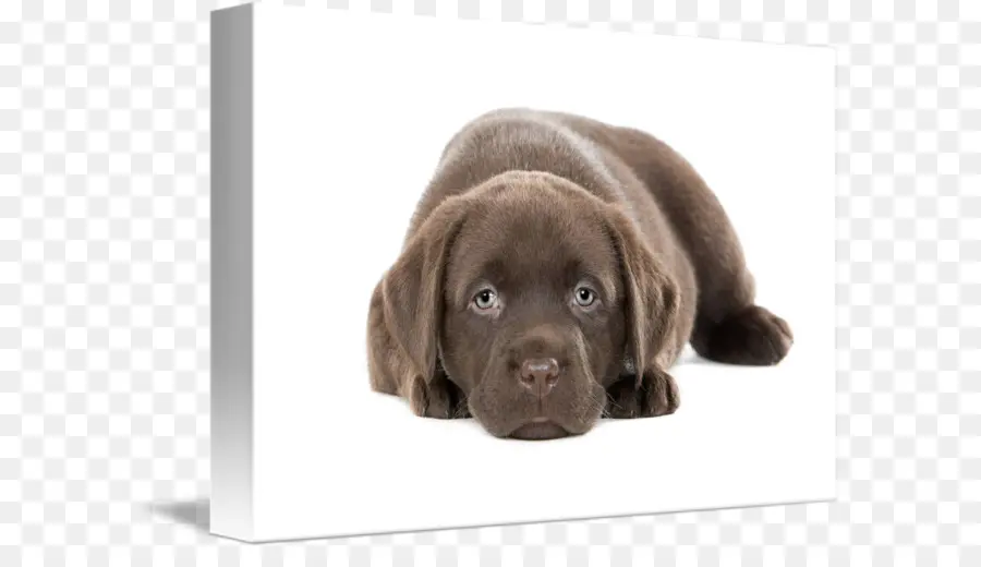 Labrador Retriever，Flatcoated Retriever PNG