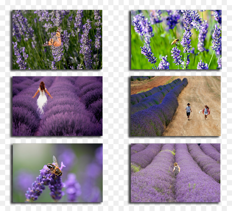 Inglés Lavanda，Jardines De Lavanda PNG