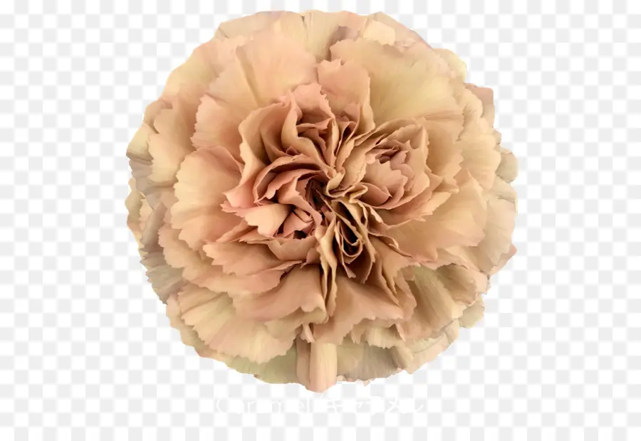 Rosa，Clavel PNG