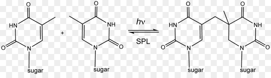 Estructura Química，Ácido Láctico PNG