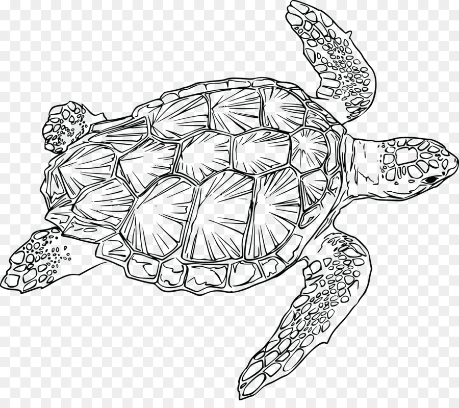 Tortuga，Bosquejo PNG