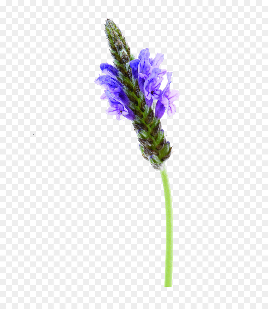 Lavanda Inglesa，Púrpura PNG