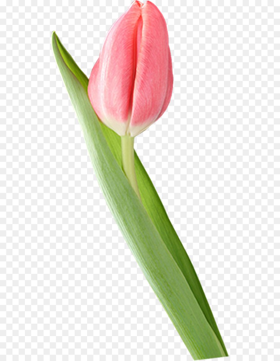 Tulipán Rojo，Provenir PNG