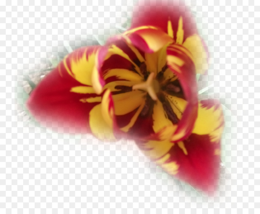 Tulip，Pétalo PNG