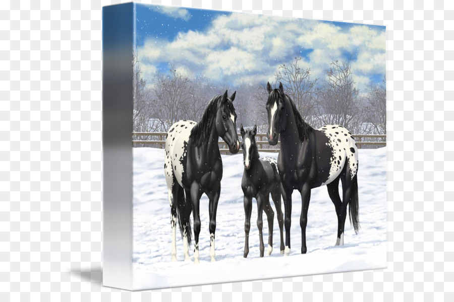 Semental，Appaloosa PNG