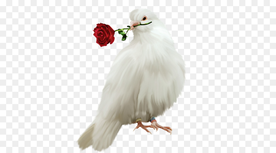 Pollo，Aves PNG