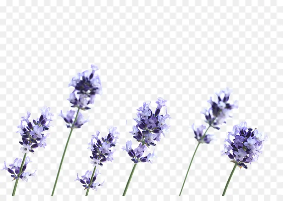 Flores De Lavanda，Naturaleza PNG