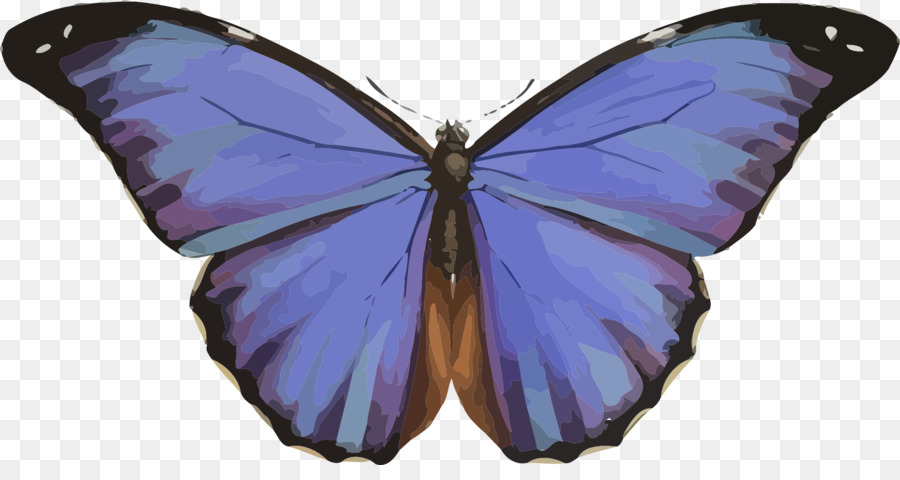 Mariposa，Karner De Nueva York PNG