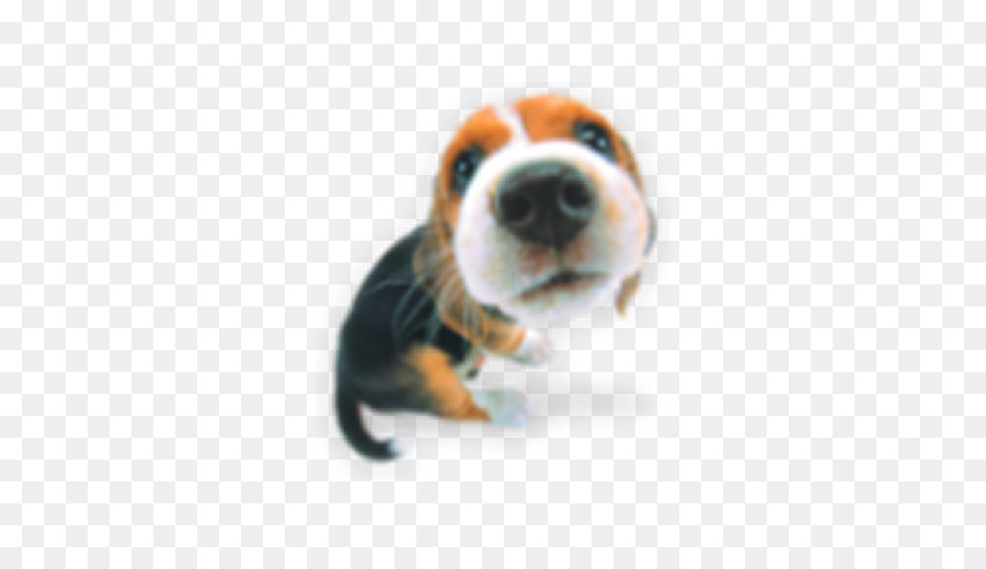 Beagle，Pastel De Cumpleaños PNG