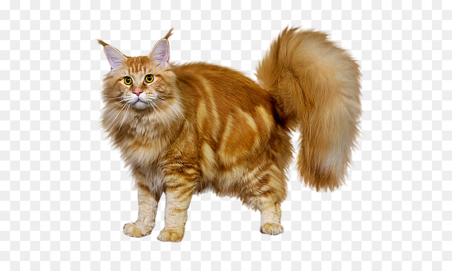 Maine Coon，Gato Del Bosque De Noruega PNG