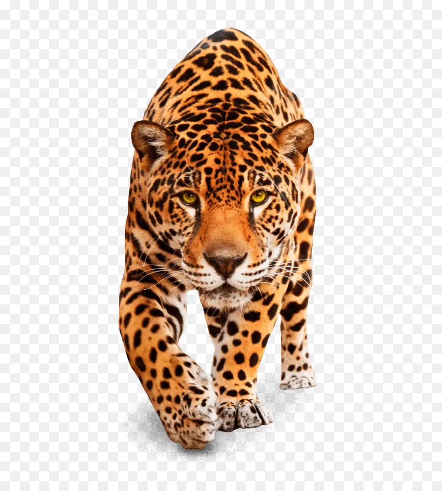 Leopardo，Jaguar PNG