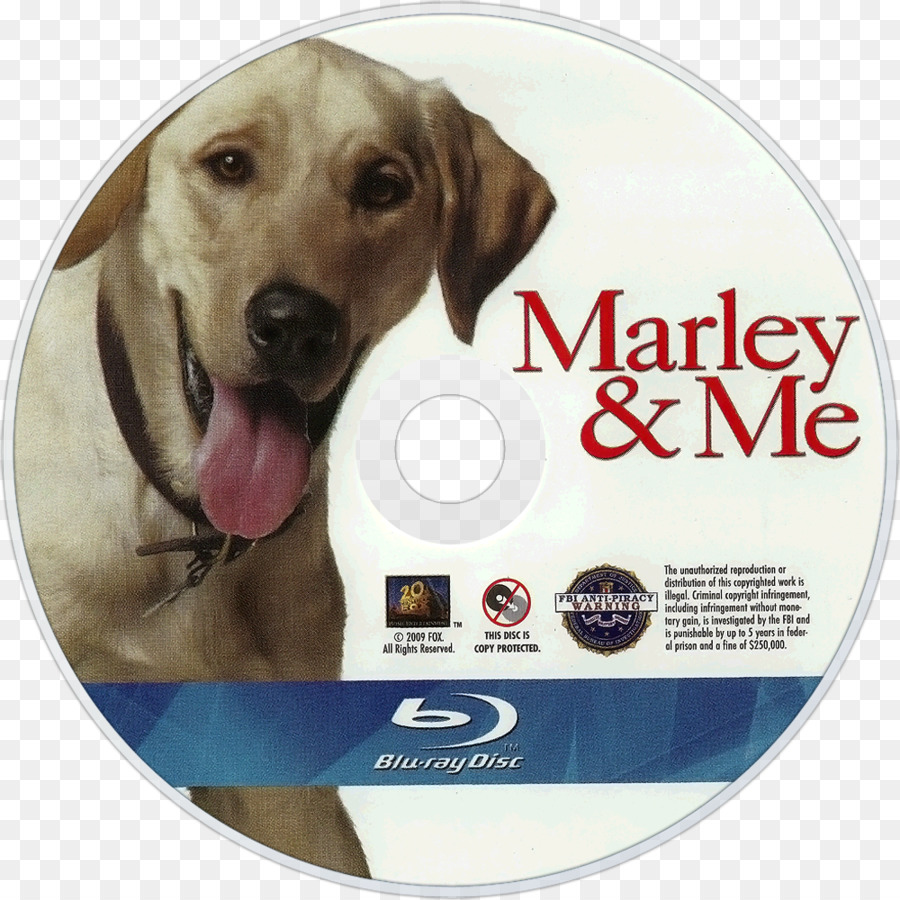 Labrador Retriever，Marley Me De La Vida Y El Amor Con El Peor Del Mundo Del Perro PNG