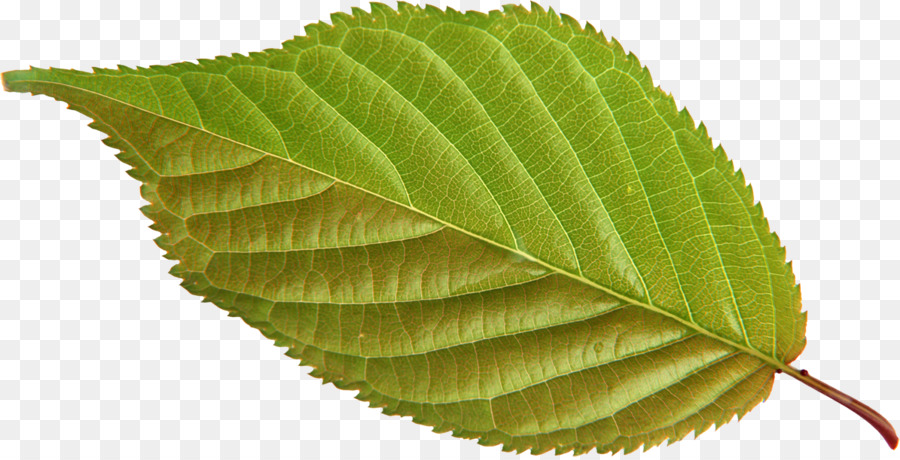 Hoja，Verde PNG