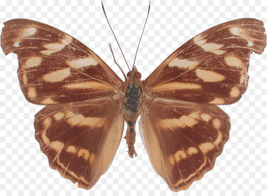 La Mariposa Monarca，La Polilla PNG