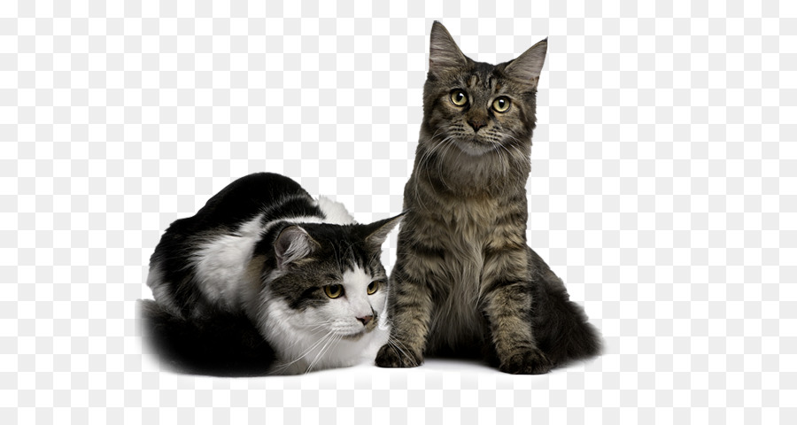 Maine Coon，Shorthair Americano PNG