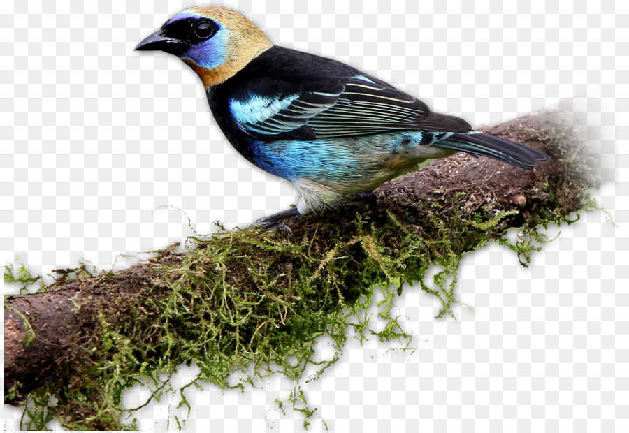 Los Pinzones，Aves PNG