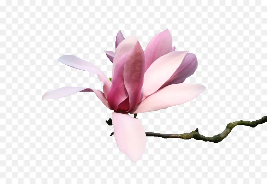 Flores De Magnolia，Rama PNG