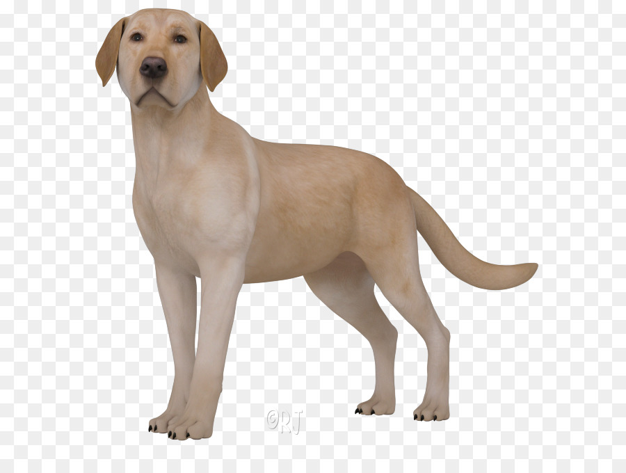 Labrador Retriever，Broholmer PNG