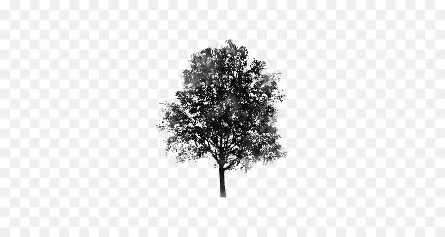 Silueta De Arbol，Negro PNG