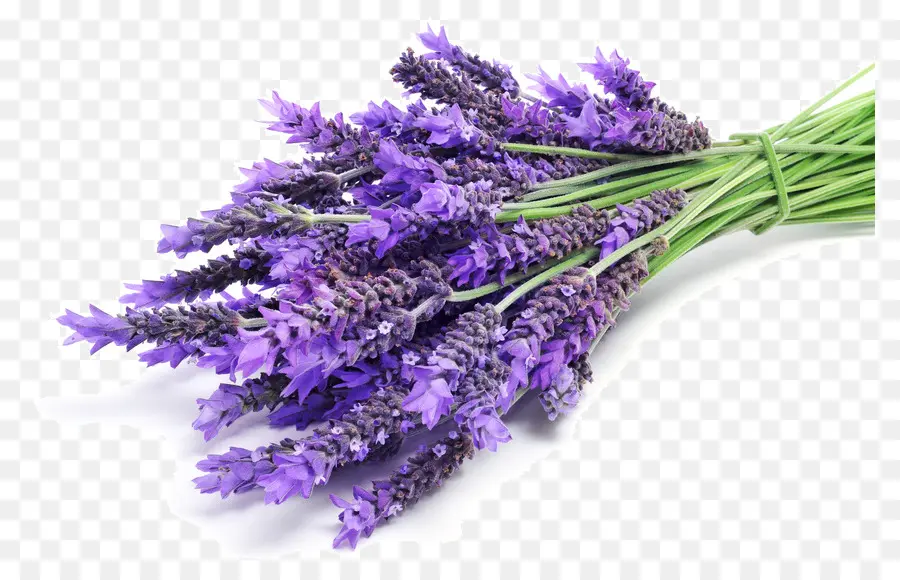 De Los Compuestos Aromáticos，Lavanda PNG