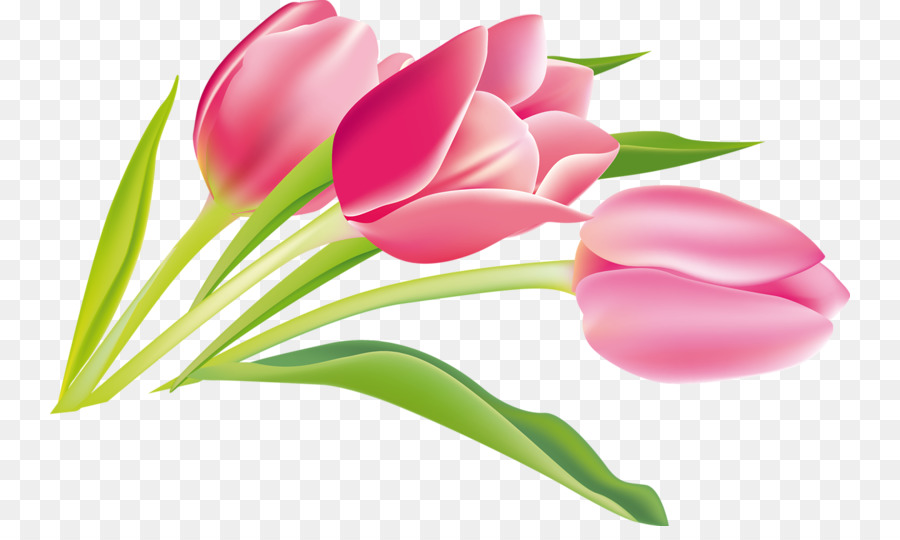 Tulipanes Rosados，Ramo PNG