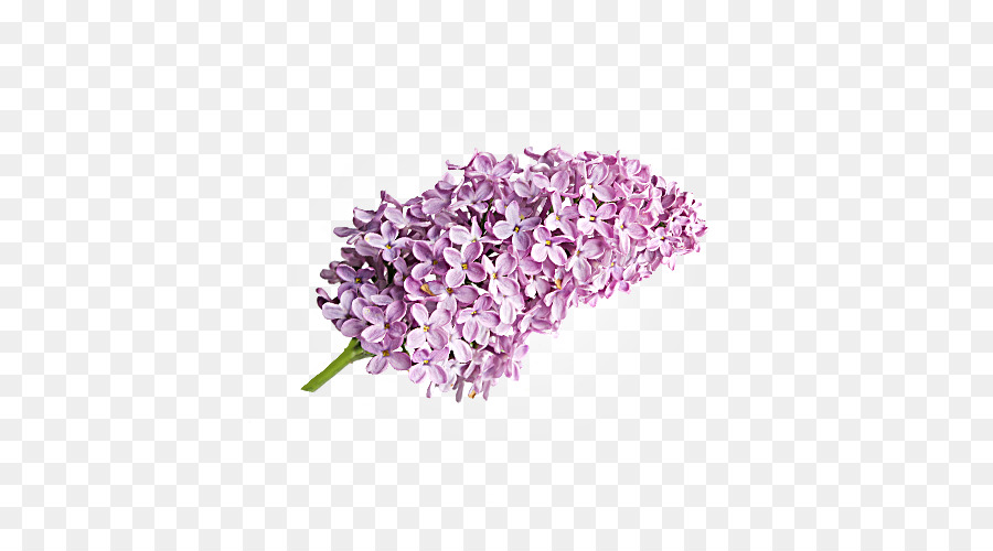 Lila，Lavanda PNG