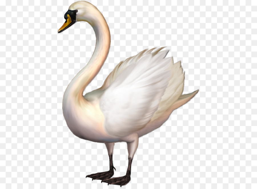 Cisnes，Pájaro PNG