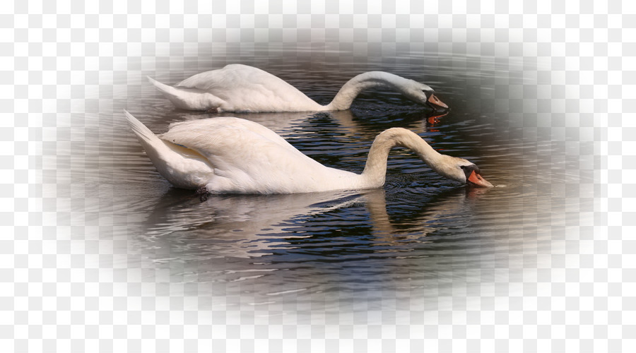 Cisne，Cygnini PNG