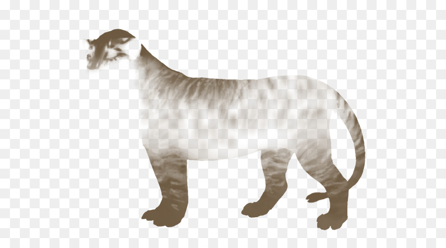 Tigre，Gato PNG