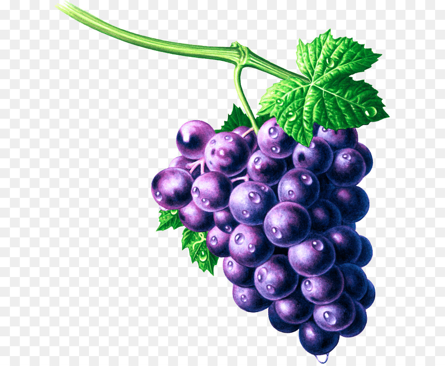 Uvas Moradas，Enredadera PNG