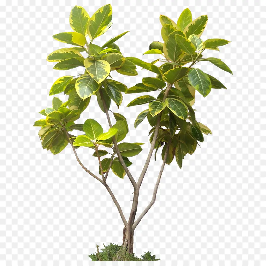 árbol Verde，Hojas PNG