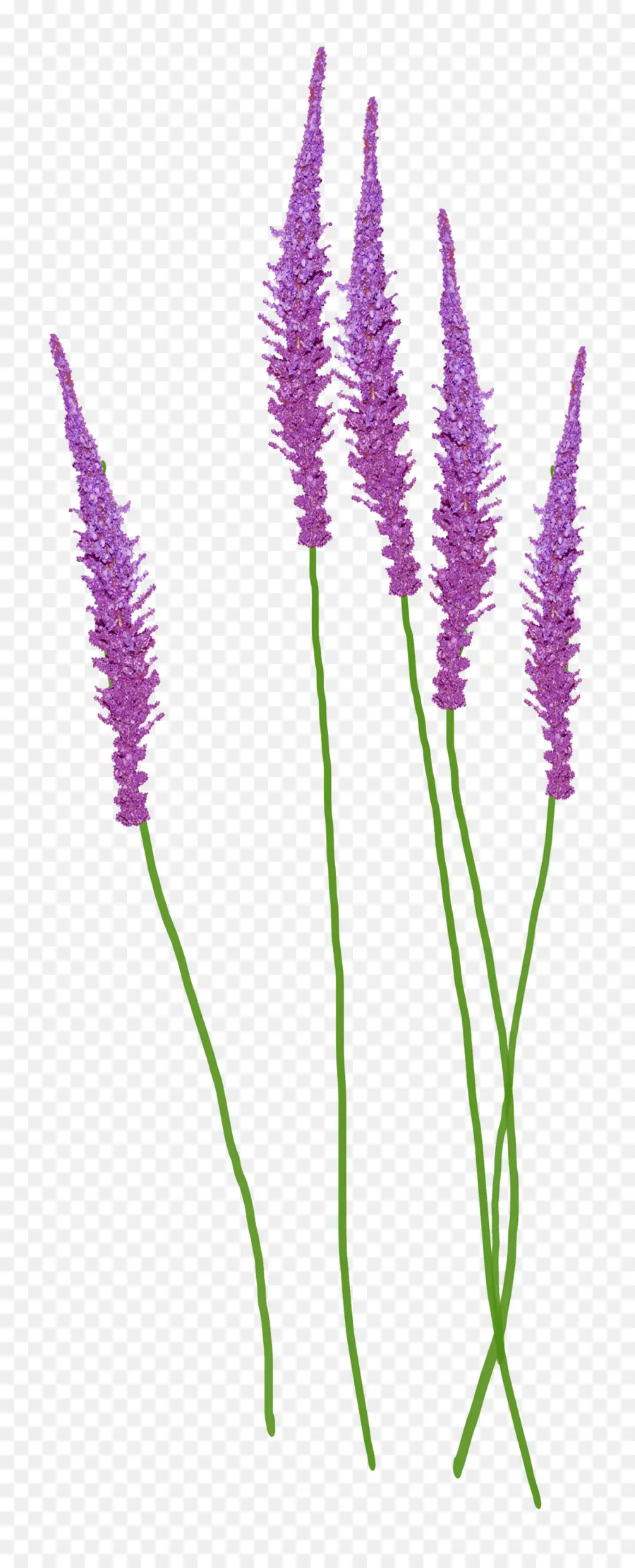 Flores Moradas，Lavanda PNG