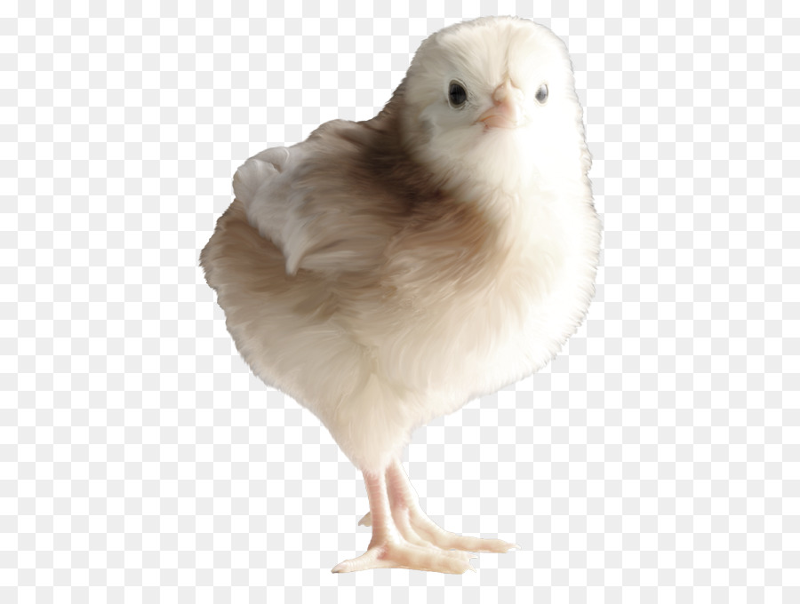 Pollo，La Fotografía PNG