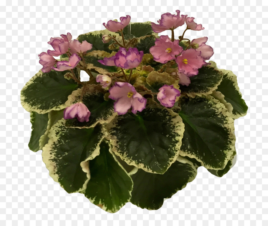 Primrose，Violeta PNG