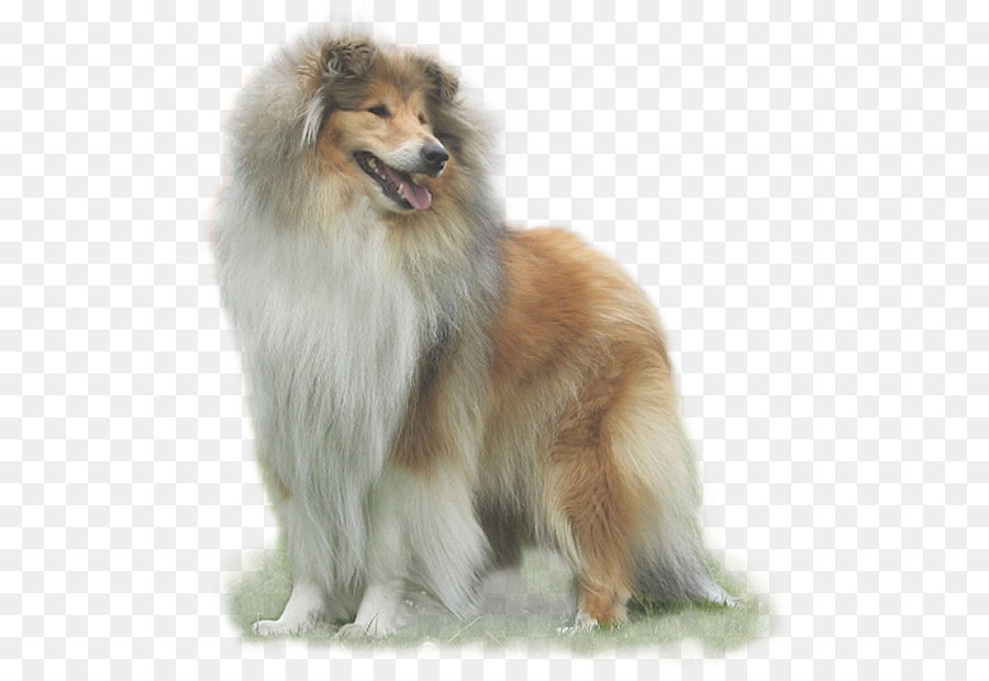 Perro Collie，Perro PNG